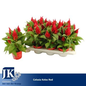 image CELOSIE KELOS FIRE ROUGE