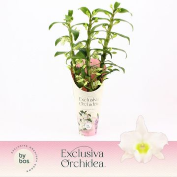 image DENDROBIUM 3BR NOBILE BLANC