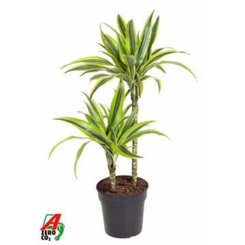 image DRACAENA LEMON LIME 45-15
