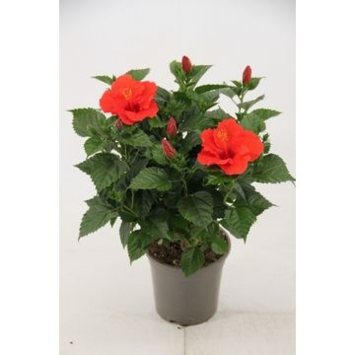 image HIBISCUS ROUGE