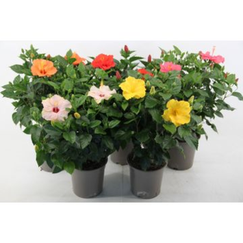 image HIBISCUS VARIE