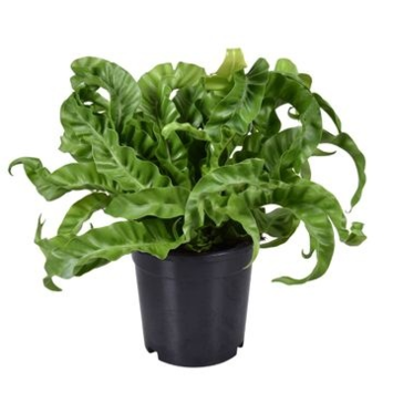 image ASPLENIUM HURRICANE
