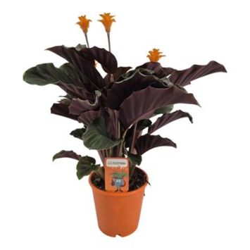 image CALATHEA CROCATA 3/4FL