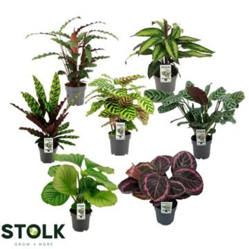 image CALATHEA VARIE