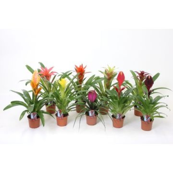 image BROMELIACEE VARIEE