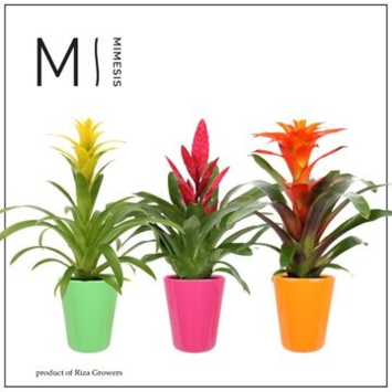 image BROMELIACEE VARIEE CERAM