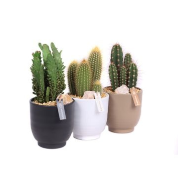 image CACTUS VARIE CERAM