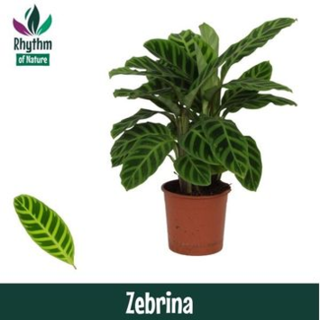 image CALATHEA ZEBRINA