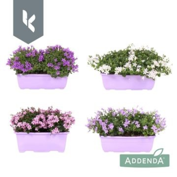 image CAMPANULE ADDENDA VARIEE