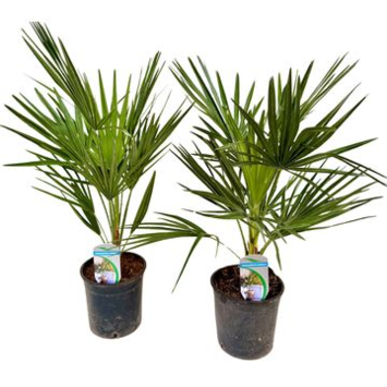 image CHAMAEROPS HUMILIS