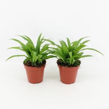 image CHLOROPHYTUM LEMON