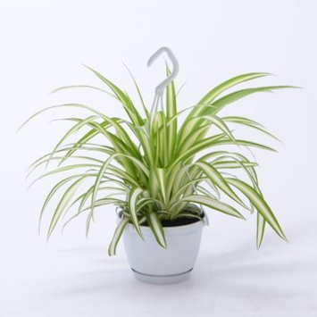 image CHLOROPHYTUM SMALL SWING