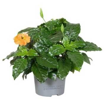 image CROSSANDRA FORTUNEA