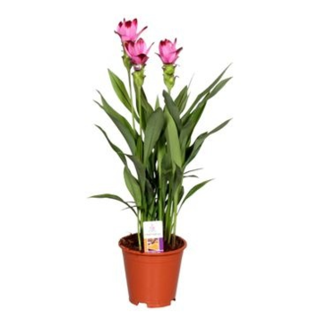 image CURCUMA SIAM SPLASH 2FL