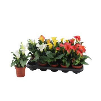image ARUM VARIE