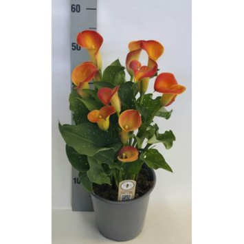 image ARUM BRUNELLO