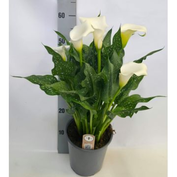 image ARUM BLANC