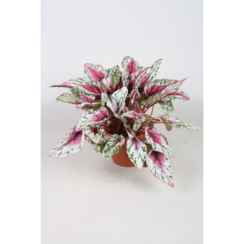 image BEGONIA REX SUNSET