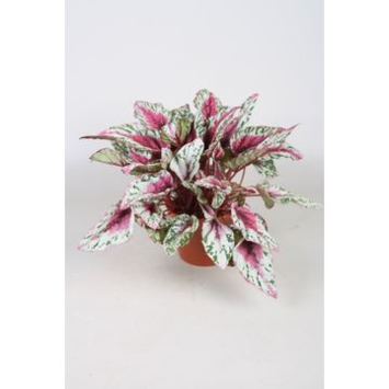 image BEGONIA REX SUNSET