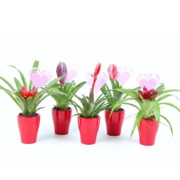 image BROMELIACEE CERAM ROUGE