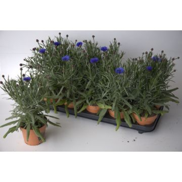 image CENTAUREA