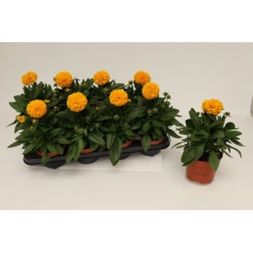 image COREOPSIS FL DBLE GOLDEN