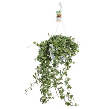 image HEDERA EVA