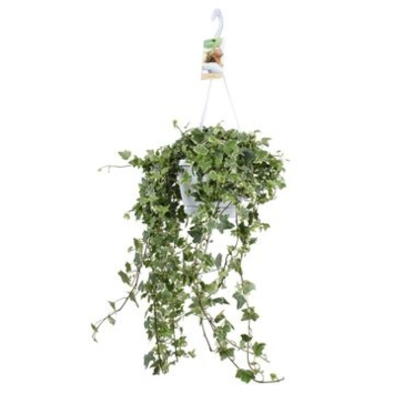 image HEDERA EVA