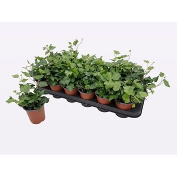 image HEDERA WONDER
