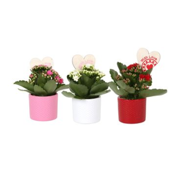 image KALANCHOE FL DBLE CERAM