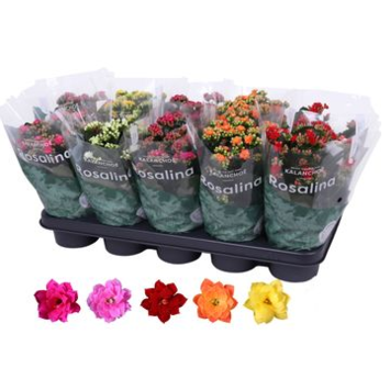 image KALANCHOE FL DBLE VARIE