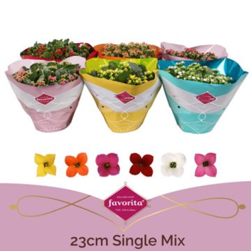 image KALANCHOE VARIE COUPE