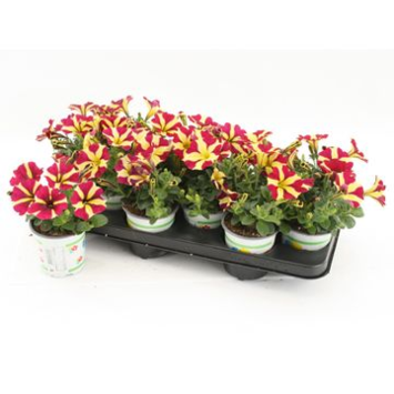 image PETUNIA QUEEN OF HEARTS