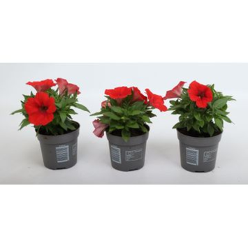 image PETUNIA ROUGE