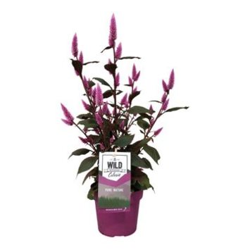 image CELOSIE WILD PINK