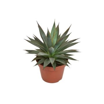 image AGAVE SHAKA KOKO
