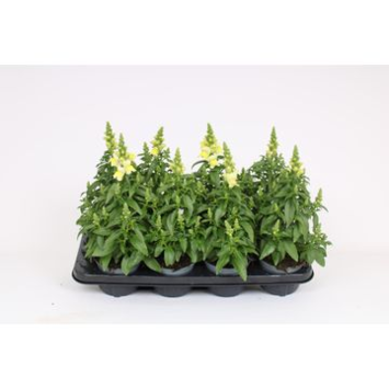 image ANTIRRHINUM JAUNE