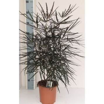 image DIZYGOTHECA ELEGANTISSIMA
