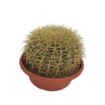 image CACTUS ECHINOCACTUS GRUSONII