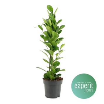 image FICUS GINSENG MOCLAME