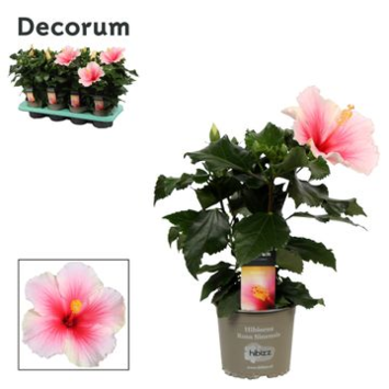 image HIBISCUS GEISHA