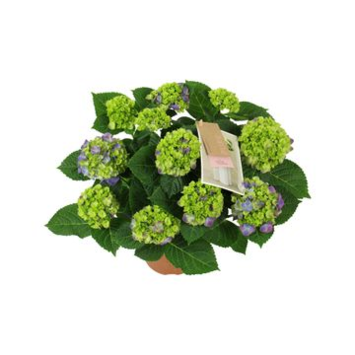 image HORTENSIA 7FL NINGBO