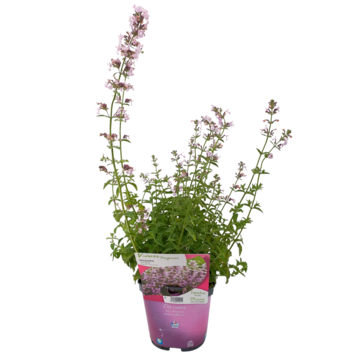 image NEPETA AMELIA