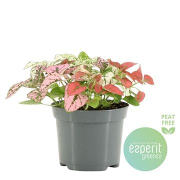 image HYPOESTES CONFETTI