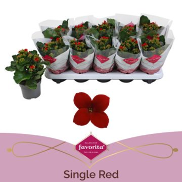 image KALANCHOE ROUGE