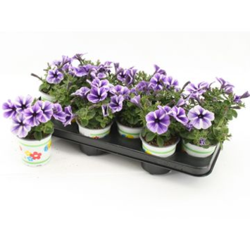 image PETUNIA SWEETUNIA STARFISH