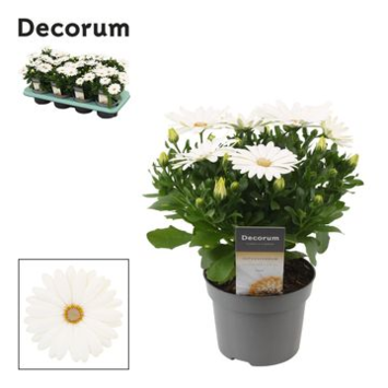 image OSTEOSPERMUM BLANC