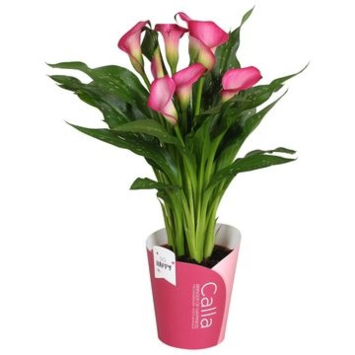 image ARUM ZAZU ROSE