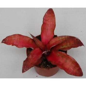 image CRYPTANTHUS STAWBERRY