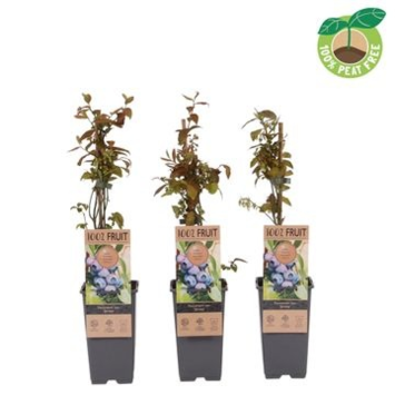 image MYRTILLE JERSEY